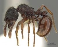 Adelomyrmex vaderi casent0901016 p 1 high.jpg