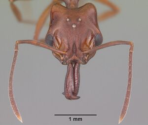 Anochetus madagascarensis casent0494333 head 1.jpg