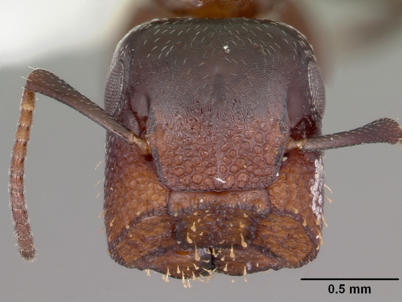 File:Camponotus cerberulus casent0104765 head 1.jpg