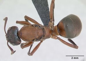 Formica sanguinea casent0173154 dorsal 1.jpg