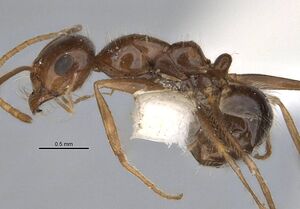 Melophorus hirsutipes anic32-900147-1 p 1 high.jpg