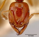 Amblyopone glauerti head ANIC32-016318 CAS0172206-Antwiki.jpg