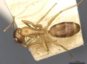 Camponotus polynesicus casent0910586 d 1 high.jpg