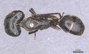 Camponotus wellmani casent0912079 d 1 high.jpg