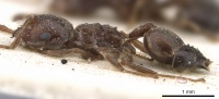 Crematogaster arnoldi casent0902079 p 1 high.jpg