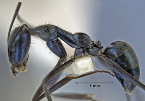 Iridomyrmex longisoma side view