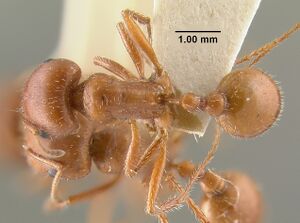 MCZ-ENT00020576 Pogonomyrmex desertorum had.jpg