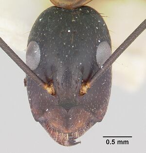 Camponotus maculatus casent0101340 head 1.jpg