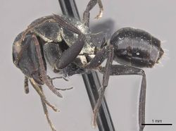 Camponotus olivieri casent0910488 p 1 high.jpg