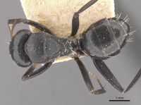 Camponotus tauricollis casent0910494 d 1 high.jpg