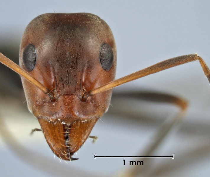 File:Iridomyrmex brennani ANIC32-042486 head 32-Antwiki.jpg