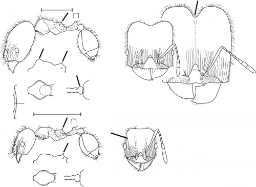 Pheidole centeotl Wilson 2003.jpg