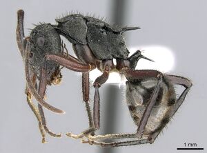 Polyrhachis paxilla casent0906590 p 1 high.jpg