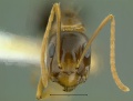 Camponotus-irritans-pallidusHm4x.jpg