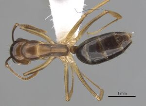 Camponotus polynesicus casent0280252 d 1 high.jpg