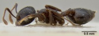 Crematogaster trautweini casent0171187 p 1 high.jpg