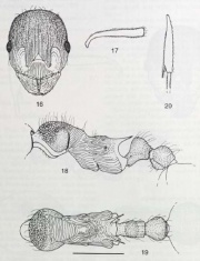 Myrmica schulzi.jpg