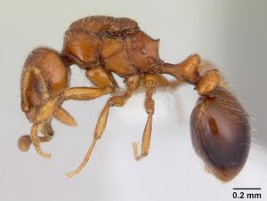 Oxyepoecus rastratus casent0178100 profile 1.jpg