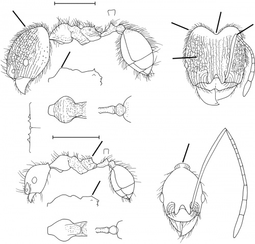 Pheidole lattkei Wilson 2003.jpg