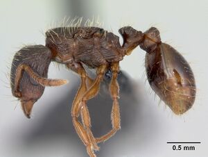 Strongylognathus testaceus casent0173185 profile 1.jpg