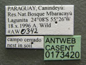 Camponotus germaini casent0173420 label 1.jpg