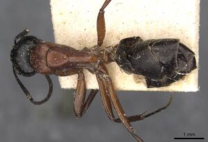 Camponotus innexus casent0910388 d 1 high.jpg