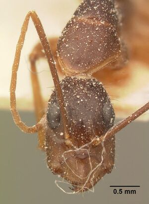 Camponotus maculatus casent0101110 head 1.jpg