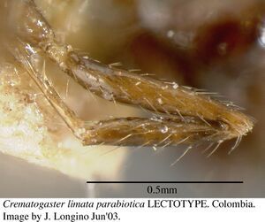 Crematogaster carinata jtl056039 p 5 high.jpg