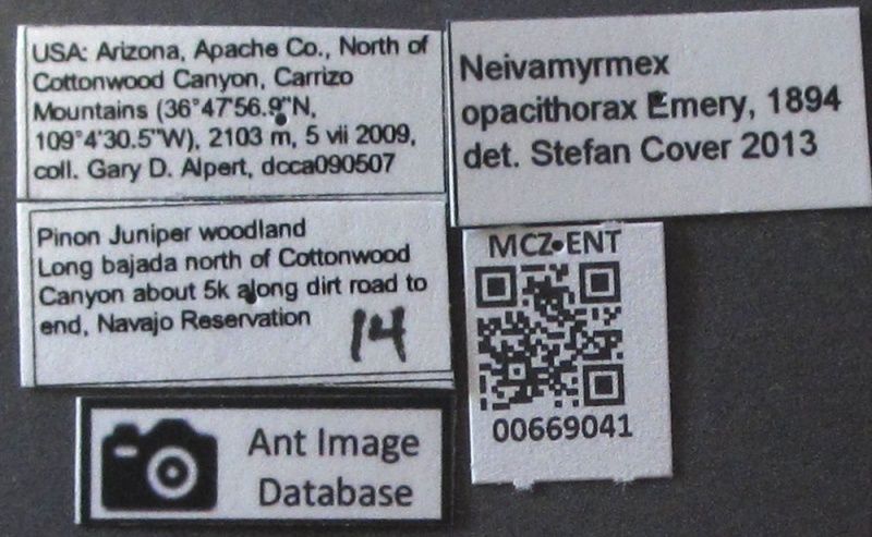 File:Mcz-ent00669041 Neivamyrmex opacithorax lbs.JPG