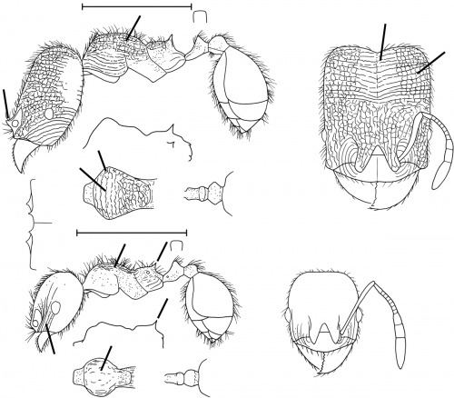 Pheidole bicornis Wilson 2003.jpg