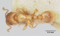 Strongylognathus testaceus casent0103240 dorsal 1.jpg