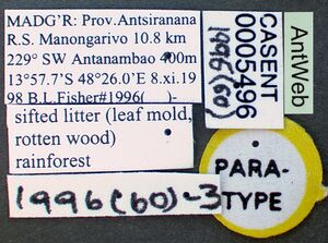 Strumigenys bibiolona casent0005496 label 1.jpg