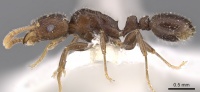 Tetramorium elidisum casent0901231 p 1 high.jpg