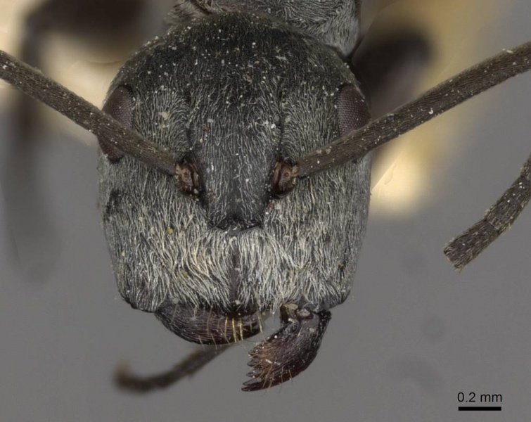 File:Camponotus tritschleri casent0910613 h 1 high.jpg