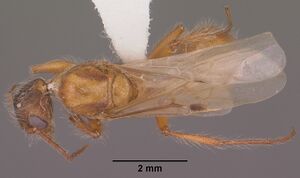 Pogonomyrmex occidentalis casent0104465 dorsal 1.jpg