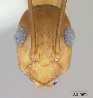 Anoplolepis gracilipes casent0172799 head 1.jpg