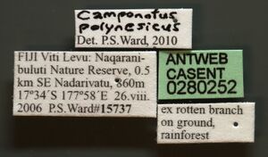 Camponotus polynesicus casent0280252 l 1 high.jpg