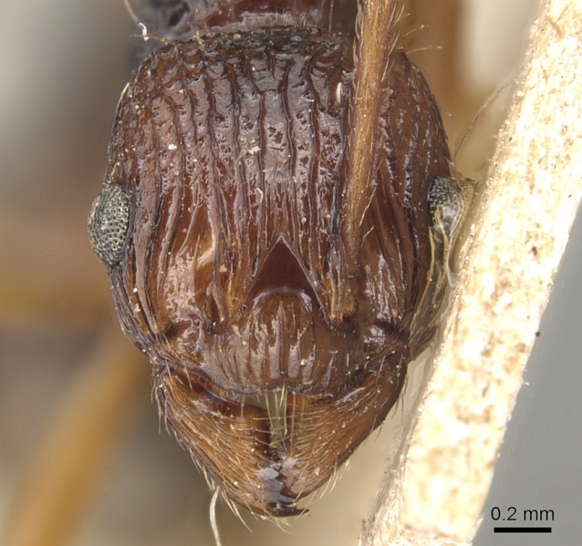 File:Myrmica emeryi H casent0904099.jpg