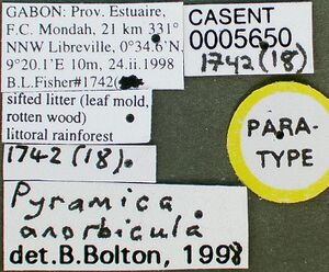 Pyramica anorbicula casent0005650 label 1.jpg