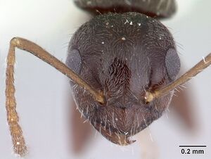 Teratomyrmex greavesi casent0178515 head 1.jpg