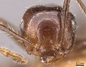 Crematogaster brasiliensis casent0908433 h 1 high.jpg