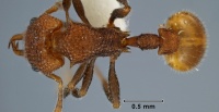 Epopostruma angulata holotype ANIC32-003764 top 40-AntWiki.jpg