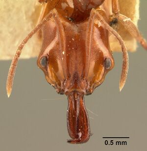 Anochetus madagascarensis casent0101674 head 1.jpg