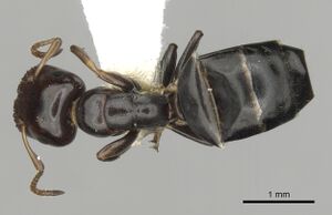 Camponotus conithorax casent0280183 d 1 high.jpg