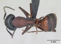 Camponotus ligniperda casent0173649 dorsal 1.jpg
