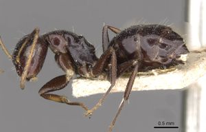 Camponotus mackayensis casent0910531 p 1 high.jpg