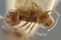 MCZ-ENT00020696 Pheidole longiscapa had.jpg