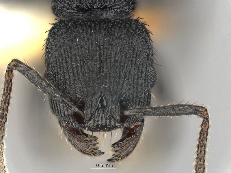 File:MCZ ENT Pogonomyrmex saucius hef1.jpg