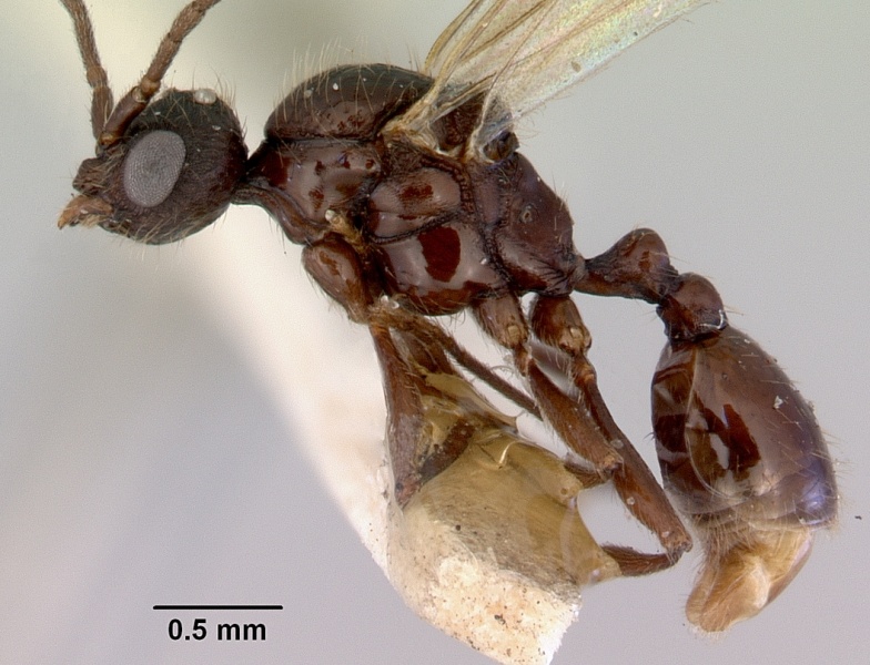 File:Monomorium antarcticum casent0172352 profile 1.jpg