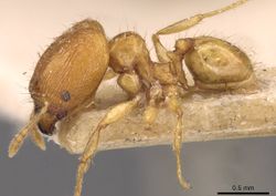 Pheidole butteli casent0907864 p 1 high.jpg